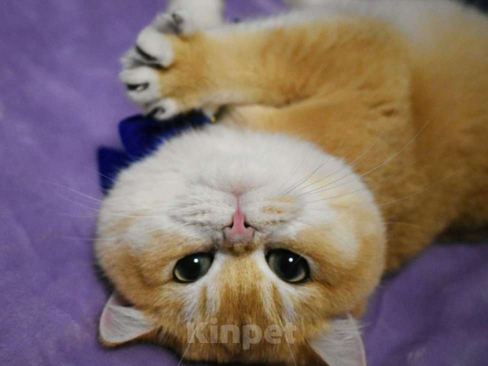 Кошки в Москве: Золотая шиншилла  Мальчик, 90 000 руб. - фото 5