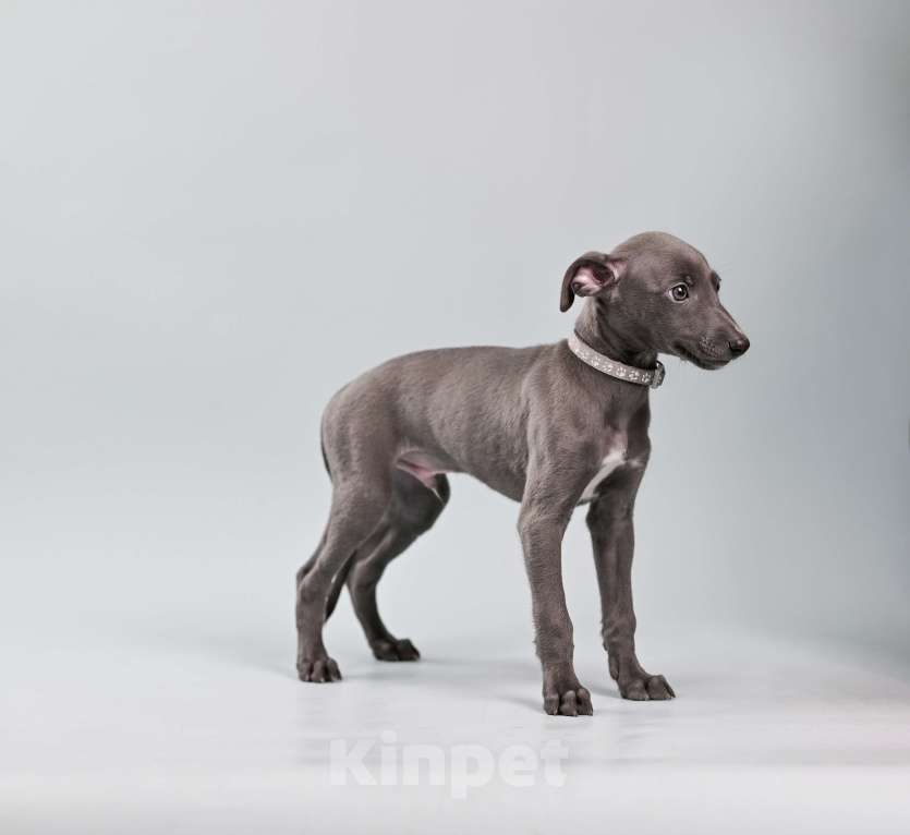 Собаки в Москве: Щенок породы Уиппет Мальчик, 100 000 руб. - фото 2