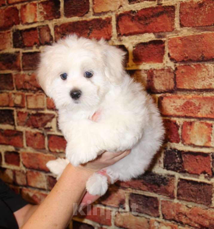 Собаки в Люберцах: ЩЕНОК МАЛЬТИПУ Мальчик, Бесплатно - фото 1