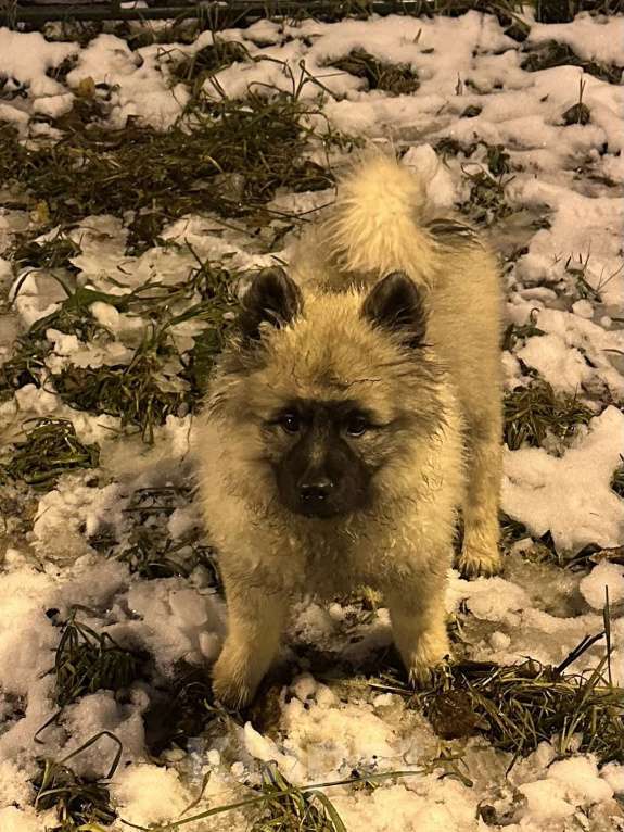 Собаки в Москве: Джоув Божественный Из Воронцовского Дворца  Мальчик, 50 000 руб. - фото 8