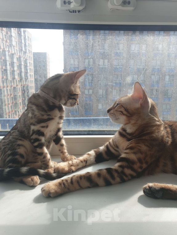 Кошки в Москве: Бенгальский котёнок девочка Девочка, 15 000 руб. - фото 1
