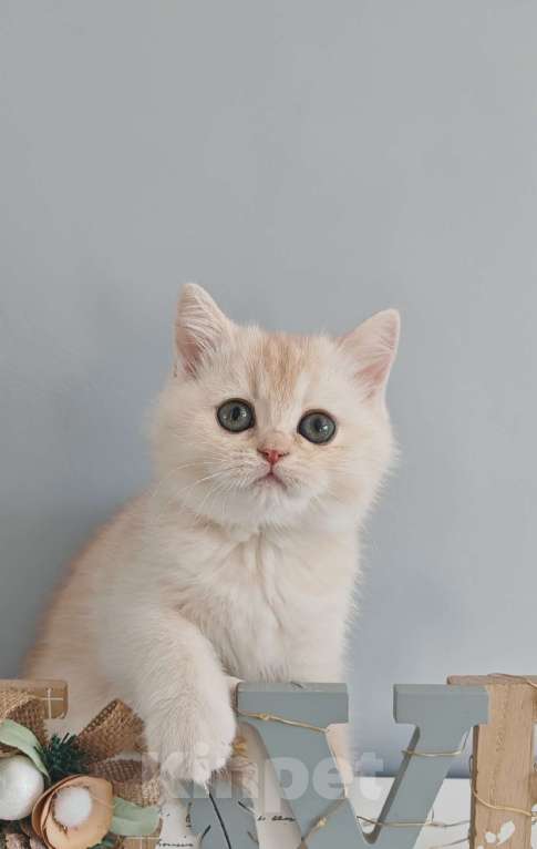 Кошки в Москве: Продажа породистого шотландского котенка Мальчик, 60 000 руб. - фото 3