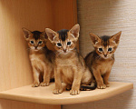 Кошки в Калаче-На-Доне: Абиссинские котята, 25 000 руб. - фото 3
