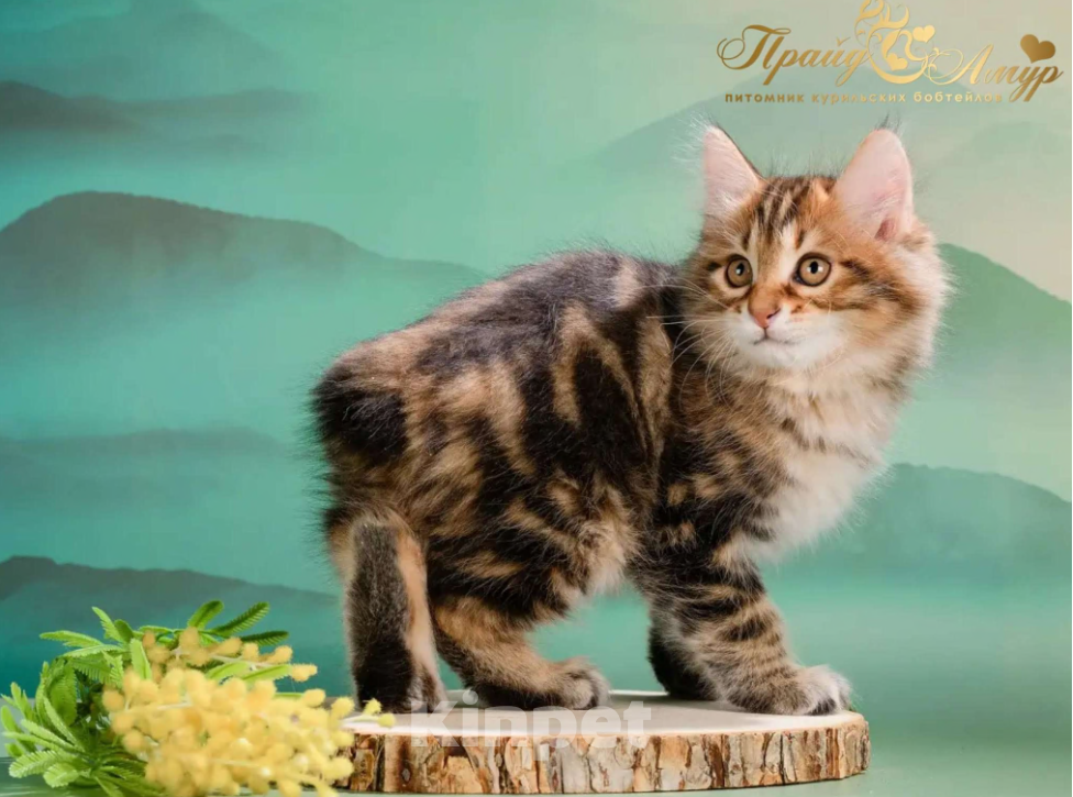 Кошки в Москве: Котик Курильского Бобтейла в золоте Мальчик, Бесплатно - фото 4