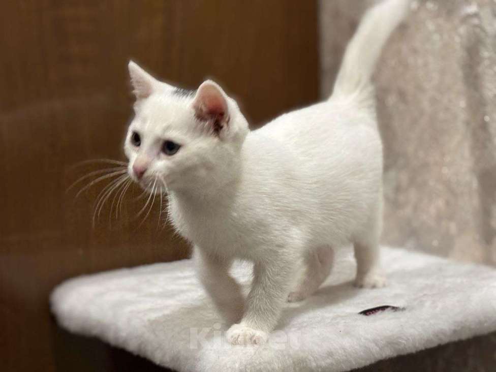 Кошки в Москве: Белый малыш Юки. Котенок в добрые руки. Мальчик, Бесплатно - фото 8