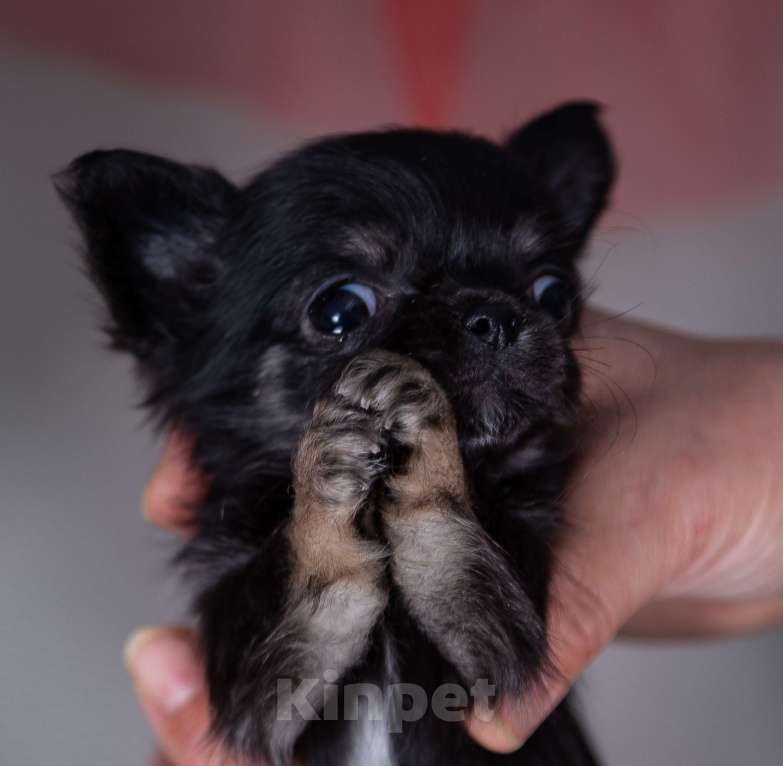 Собаки в Богдане: Щенки чихуахуа Мальчик, 45 000 руб. - фото 1