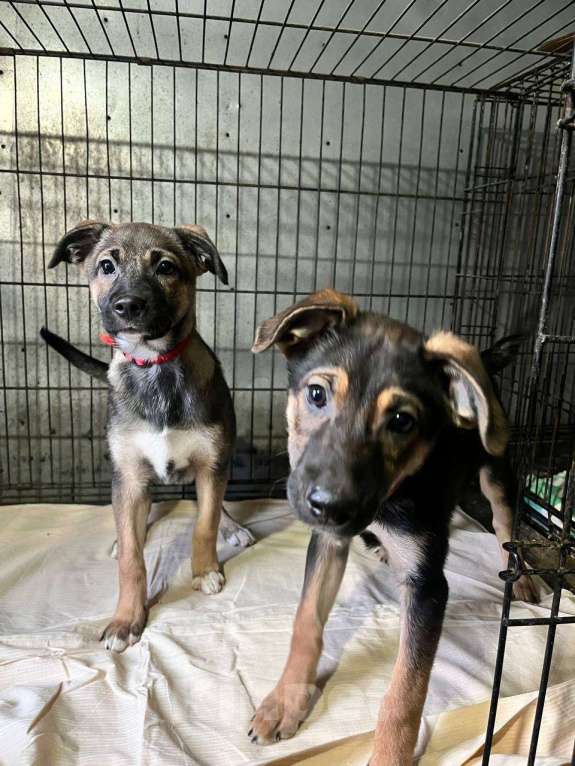 Собаки в Ногинске: Две сестрёнки ищут дом Девочка, Бесплатно - фото 1