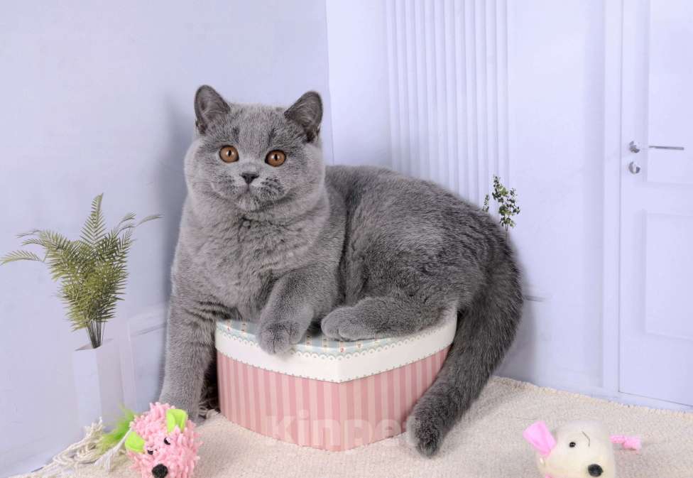 Кошки в Санкт-Петербурге: Британская кошечка классического голубого окраса Девочка, 5 000 руб. - фото 1