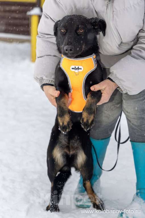 Собаки в Москве: Боня коротколапик ищет дом Девочка, Бесплатно - фото 7