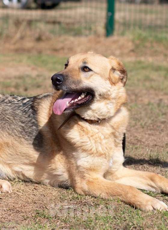 Собаки в Москве: Панда. Обнимательная девочка Девочка, 1 руб. - фото 3