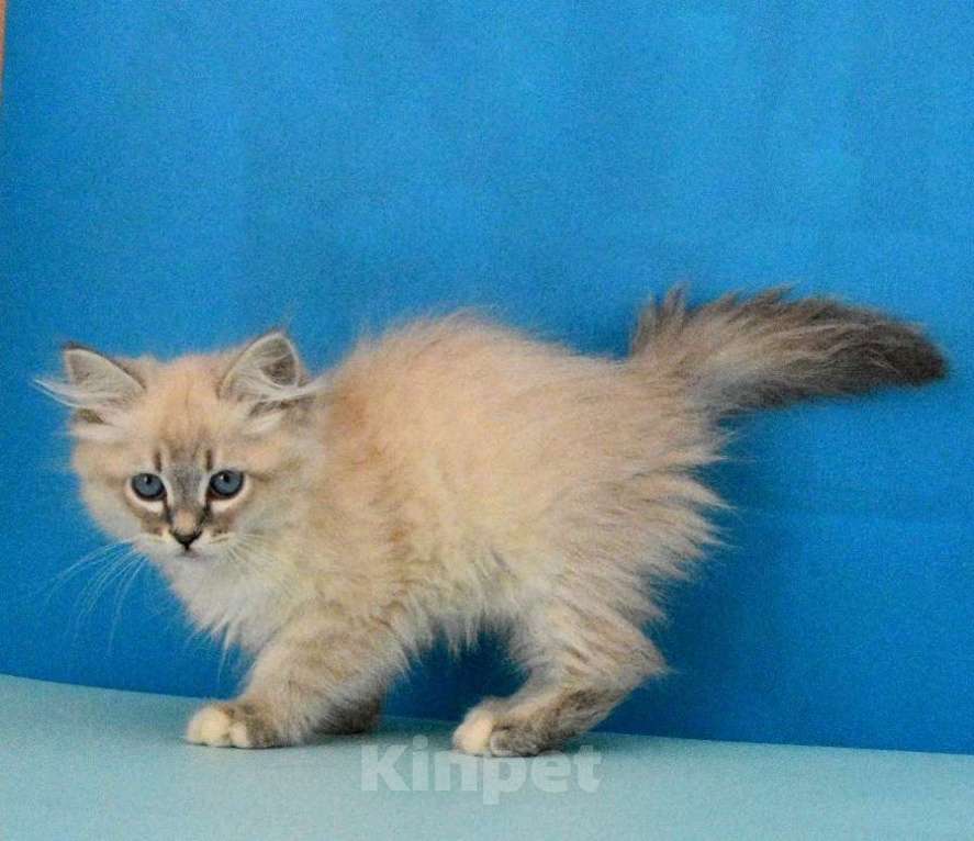 Кошки в Москве: Синеглазый красавчик Парамон Мальчик, Бесплатно - фото 4