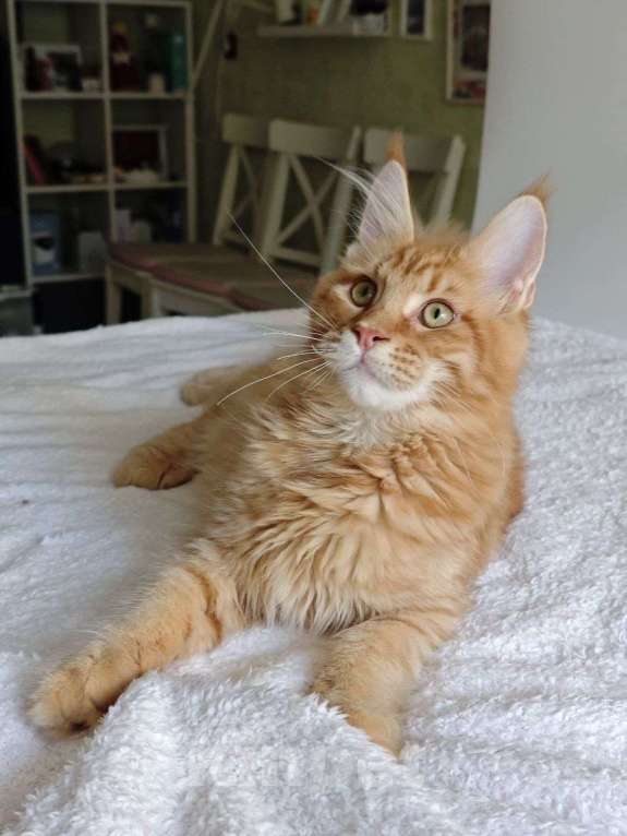 Кошки в Чайковском: Мальчик Мейн кун Каспер 😻 MCO окрас-d23 (красный тигровый) Мальчик, 45 000 руб. - фото 10