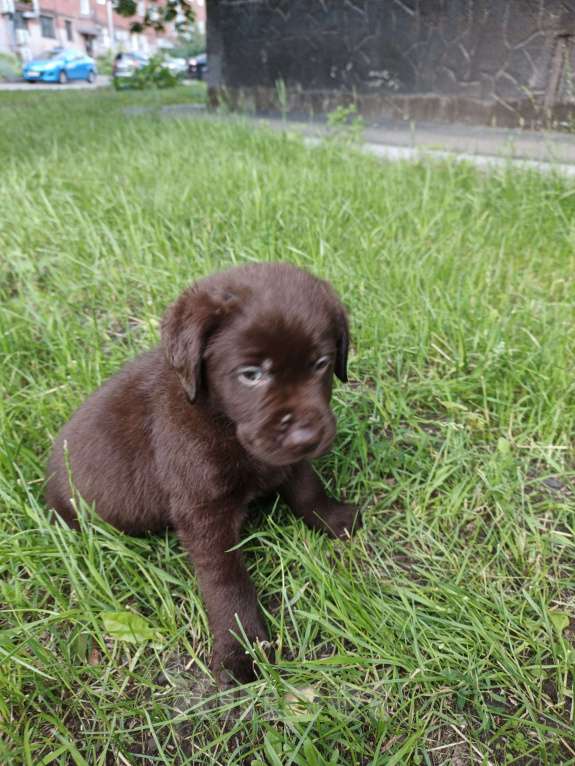 Собаки в Кемерово: Щенки лабрадора Мальчик, Бесплатно - фото 9