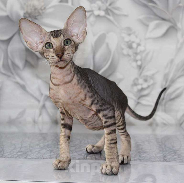 Кошки в Новосибирске: Котёнок Петерболда Мальчик, 100 000 руб. - фото 3