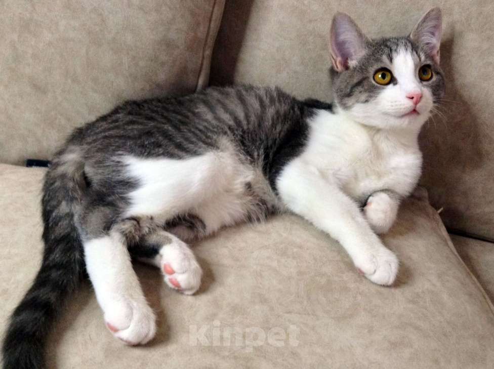 Кошки в Москве: Котенок Огюст в любящую семью Мальчик, Бесплатно - фото 3