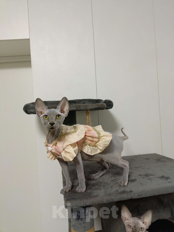 Кошки в Москве: Голубые эксклюзивные эльфы сфинксы Девочка, 180 000 руб. - фото 6