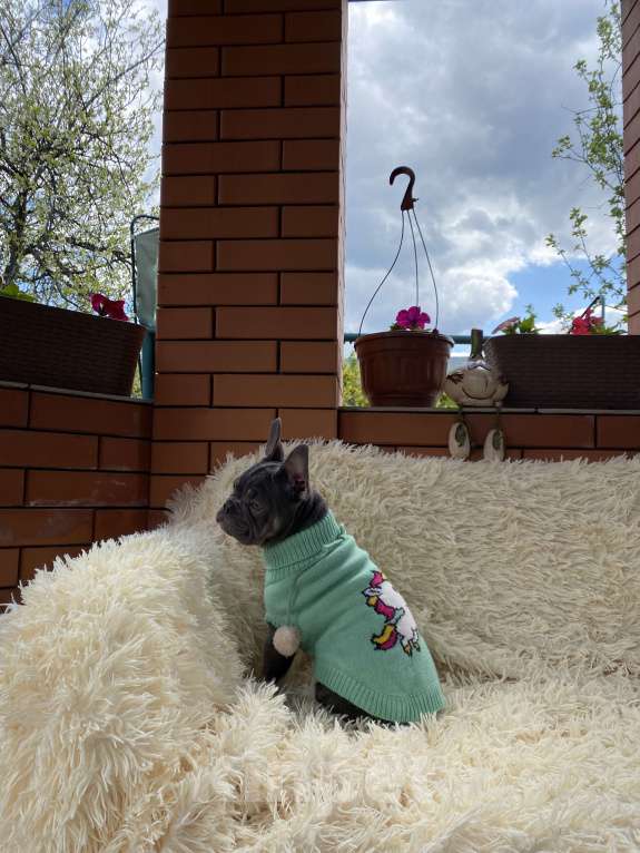 Собаки в Новошахтинске: Щенки французского бульдога Девочка, 80 000 руб. - фото 4