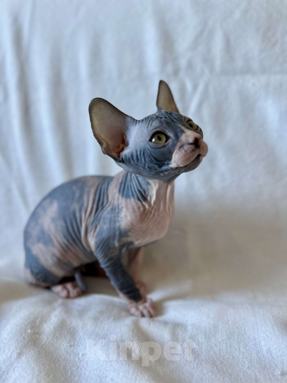 Кошки в Москве: Девочка канадского сфинкса  Девочка, 45 000 руб. - фото 6