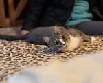 Кошки в Москве: Кошечка с двумя лапками в поисках лучшей семьи Девочка, Бесплатно - фото 8
