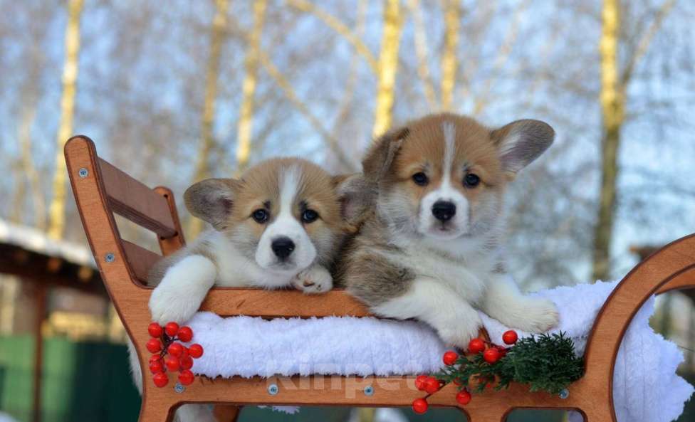 Собаки в Хотьково: Шикарные щенки Вельш Корги Пемброка Мальчик, Бесплатно - фото 1