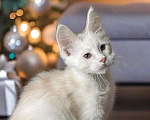 Кошки в Москве: Пушистый ангел для вашего новогоднего настроения Мальчик, 100 000 руб. - фото 4