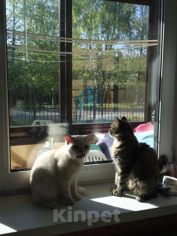 Кошки в Москве: Британские котята  Мальчик, 15 000 руб. - фото 3