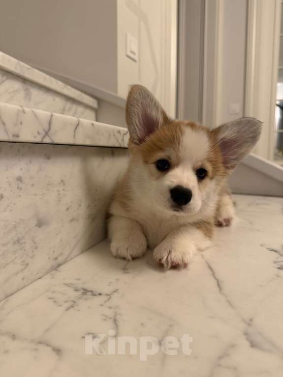 Собаки в Москве: Щенки Вельш корги пемброк Разнополые, 100 000 руб. - фото 7