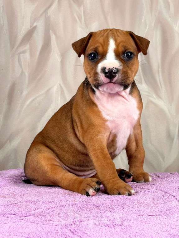 Собаки в Москве: Очаровательная малышка амстаффа  Девочка, 35 000 руб. - фото 2