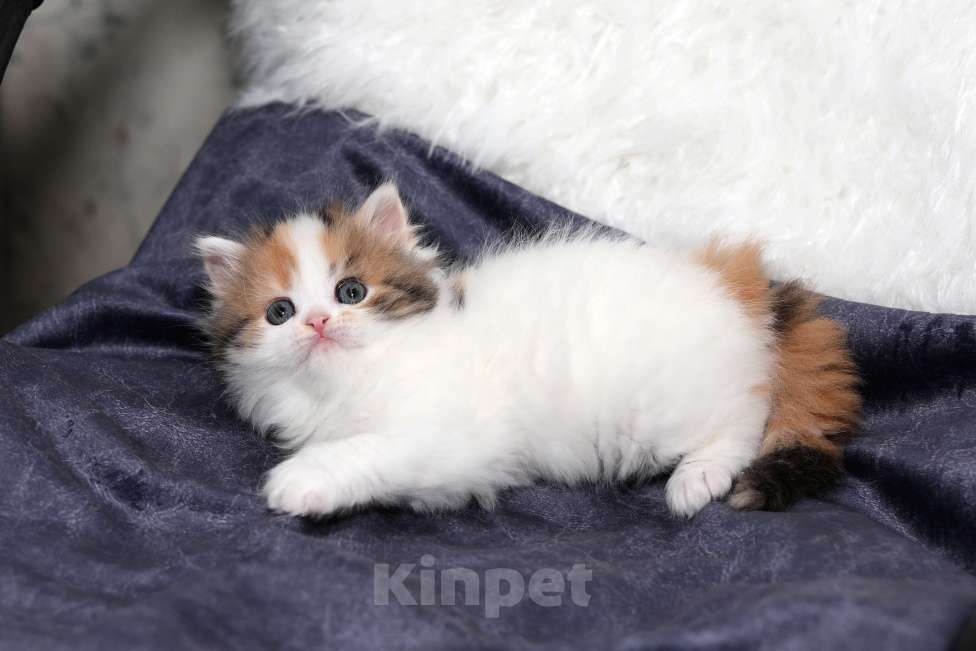 Кошки в Москве: Чудесная шотландская черепашка Девочка, 25 000 руб. - фото 7