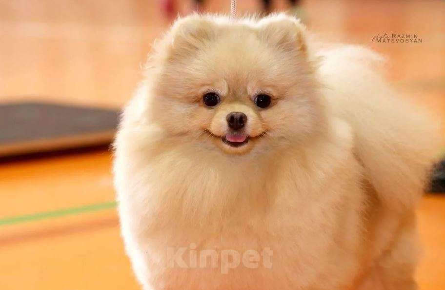 Собаки в Самаре: Шпиц Мальчик, 55 000 руб. - фото 5