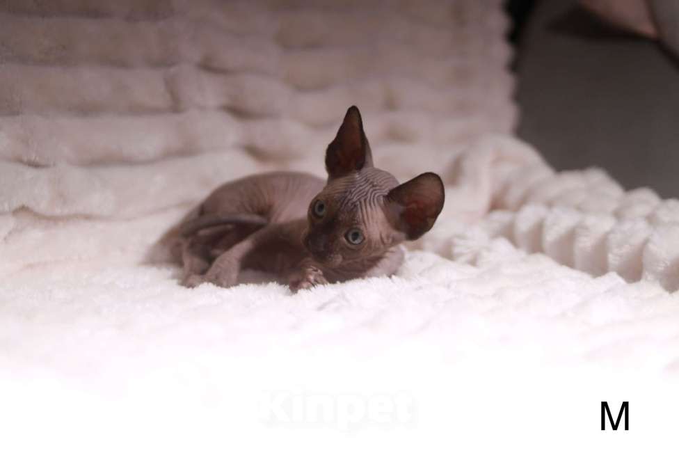 Кошки в других городах Московской области: Продаю котят канадского сфинкса Мальчик, 25 000 руб. - фото 6