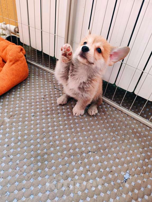 Собаки в Москве: Щенки вельш корги пемброк Девочка, 30 000 руб. - фото 6