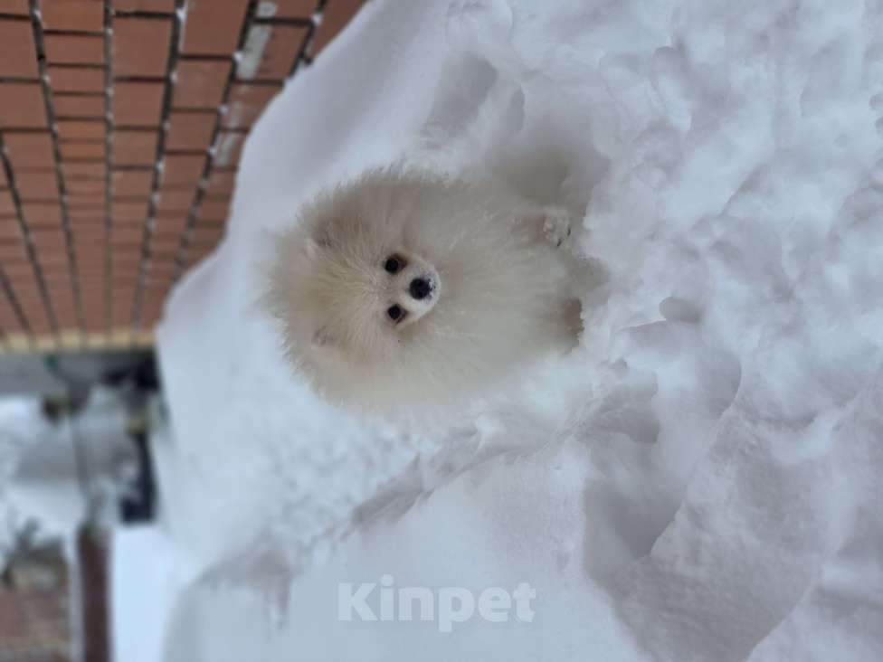 Собаки в Перми: Мини шпиц  Мальчик, 55 000 руб. - фото 1