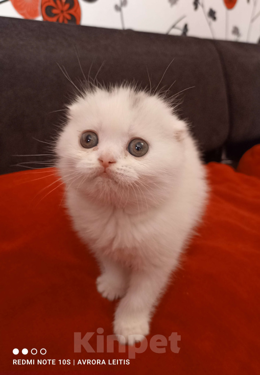 Кошки в Москве: Вислоухий шотландский белоснежный котенок Мальчик, 30 000 руб. - фото 1