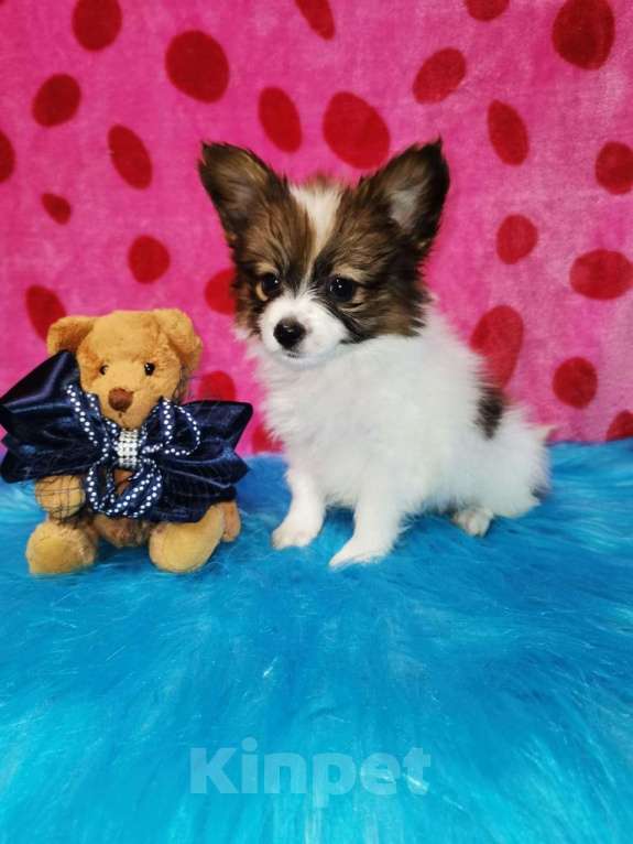 Собаки в Москве: Где Папийон Там Счастье Мальчик, 50 000 руб. - фото 2