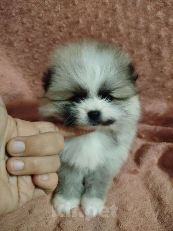 Собаки в Омске: Девчуля Девочка, Бесплатно - фото 4