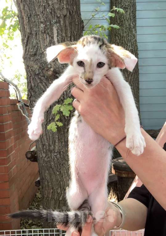 Кошки в Санкт-Петербурге: Сиамские  Высокопородные котята Мальчик, 100 000 руб. - фото 7