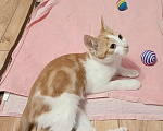 Кошки в Калуге: Котенок Мальчик, Бесплатно - фото 1