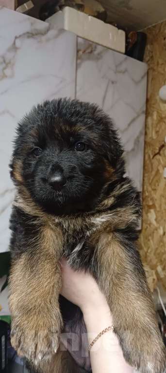 Собаки в Апрелевке: Немецкая овчарка  Девочка, 40 000 руб. - фото 2