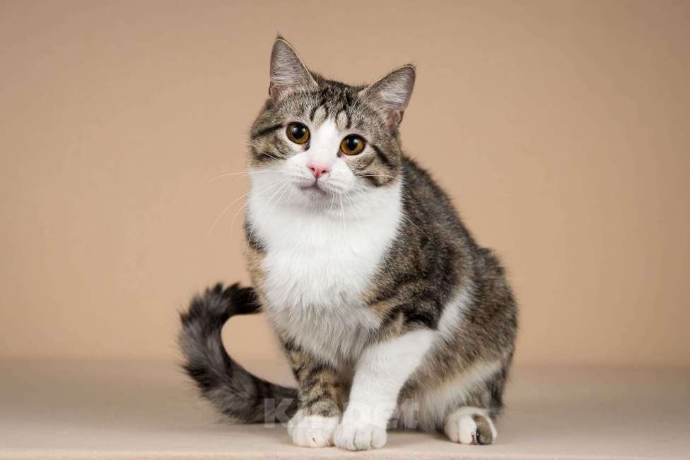 Кошки в Москве: Котик Бенни ищет доброе сердце. Мальчик, Бесплатно - фото 1