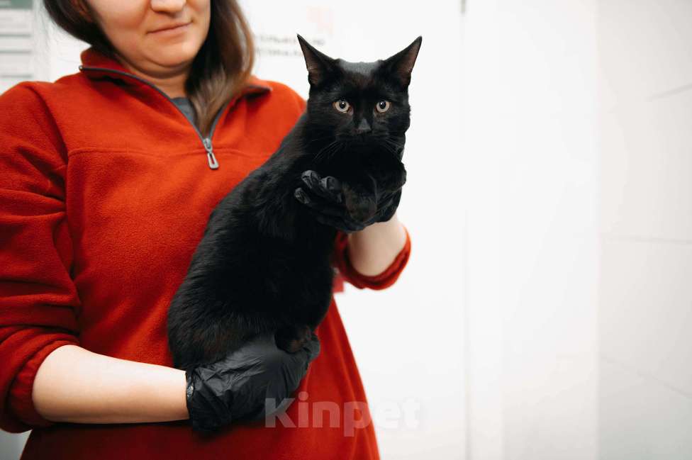 Кошки в Москве: Фибоначи - нежный скромный котик. Мальчик, Бесплатно - фото 5