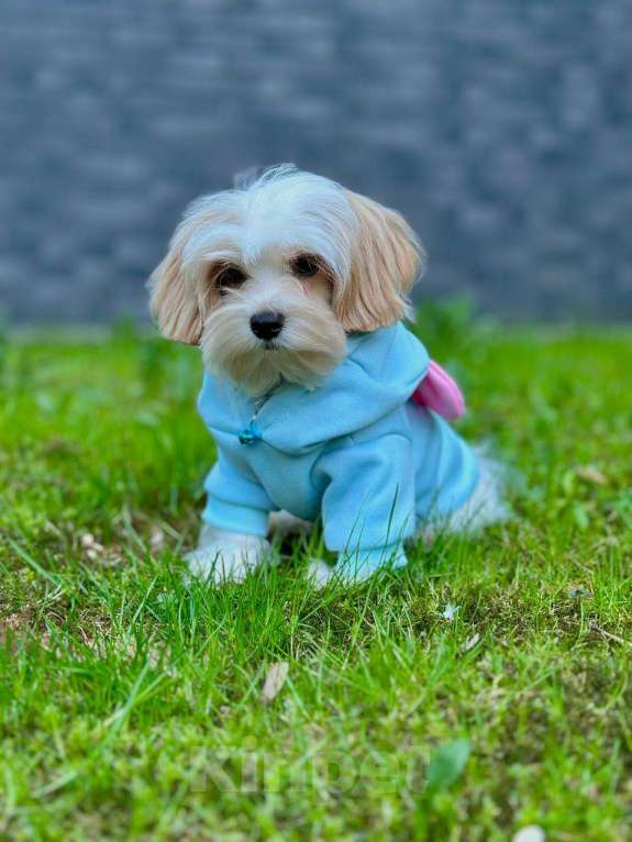 Собаки в Калининграде: Мальчик мальтипу f1 Мальчик, 60 000 руб. - фото 4