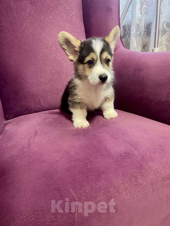 Собаки в Москве: Мальчик 5 Мальчик, 40 000 руб. - фото 2