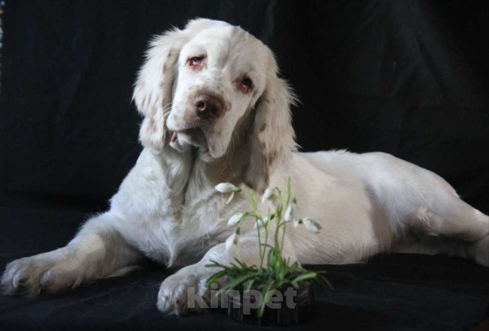 Собаки в Омске: Щенок кламбер спаниеля  Девочка, 90 000 руб. - фото 4