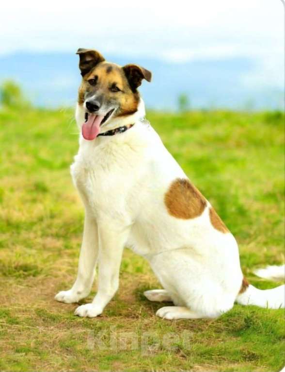 Собаки в Долгопрудном: Приют закроют, Амуру нужен свой дом Мальчик, Бесплатно - фото 4