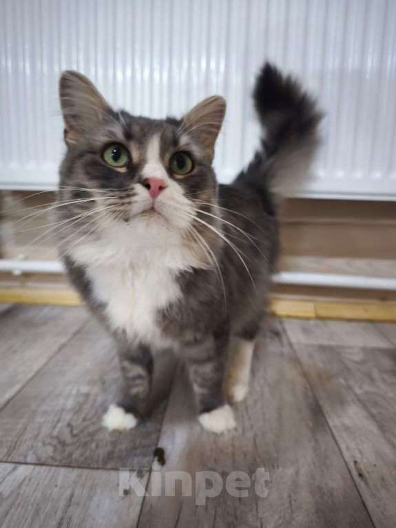 Кошки в Москве: Лео ищет дом!  Мальчик, Бесплатно - фото 3