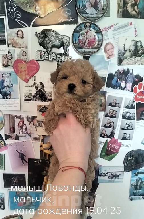 Собаки в Санкт-Петербурге: Мини мальчик Мальтипу Мальчик, 90 000 руб. - фото 3