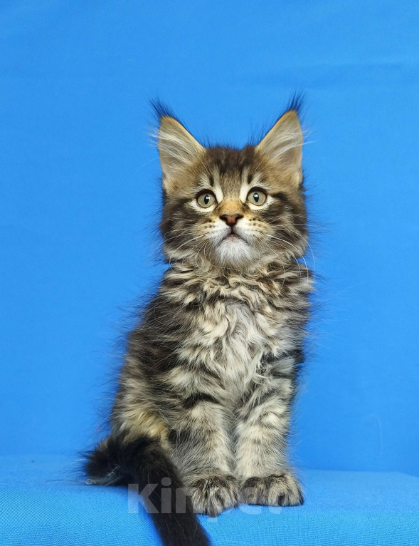 Кошки в Москве: Котёнок Мейн - Кун Мальчик Мальчик, 65 000 руб. - фото 1