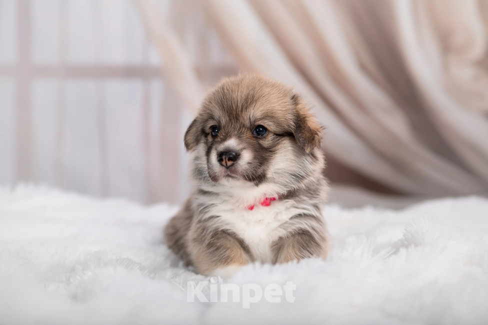 Собаки в Кирове: Вельш корги пемброк Девочка, 80 000 руб. - фото 3