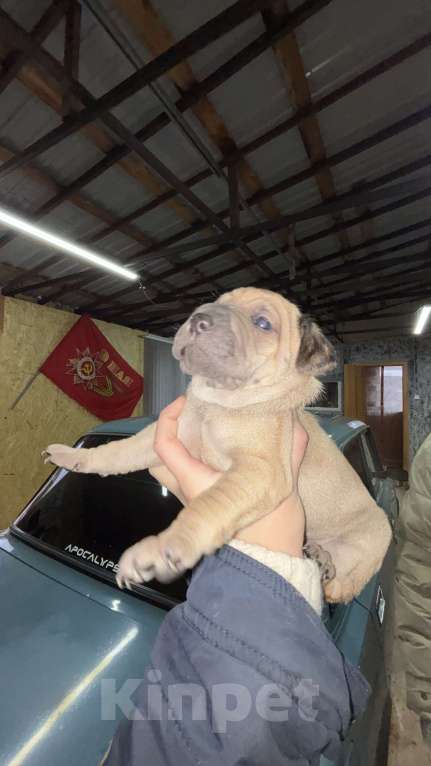 Собаки в Белгороде: Щенки в добрые руки Девочка, Бесплатно - фото 1